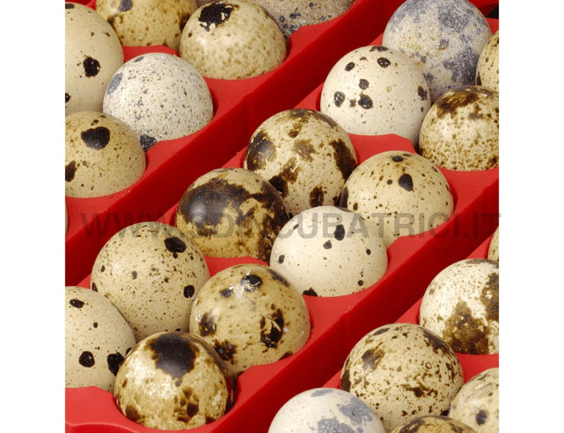 Incubatrice Digitale River Systems ET 12 con Girauova Automatico OVOMATIC - SD Incubatrici 